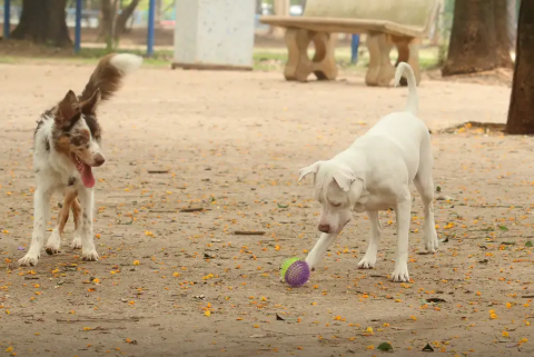 Estatuto dos Cães e Gatos prevê penas para quem maltratar animais